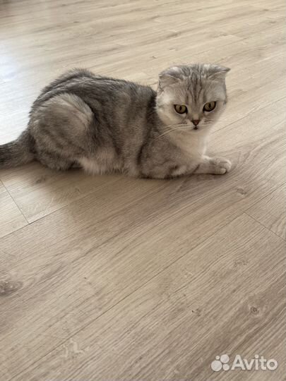 Британская кошка бесплатно