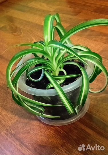 Хлорофитум кудрявый