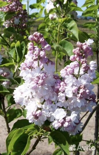 Сирень Красавица Москвы, Сенсация