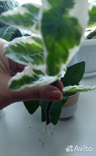 Педилантус