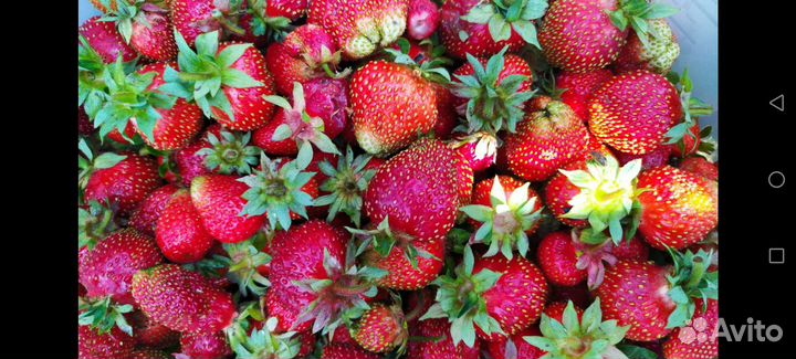 Земляника садовая. Клубника. Ремонтая