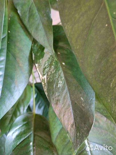 Эпипремнум Пинатум Вайт