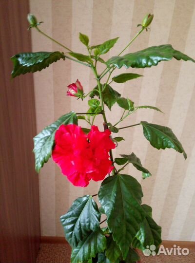 Гибискус махровая китайская роза