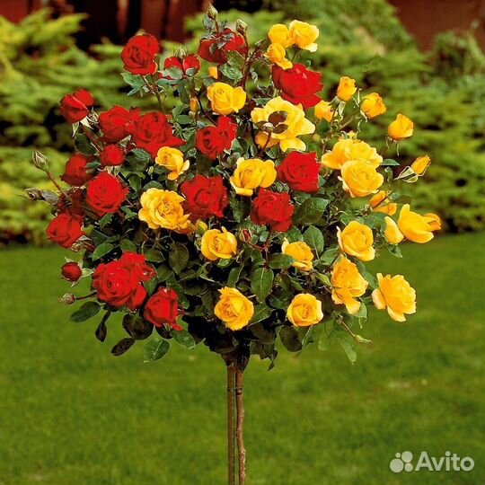 Роза на штамбе