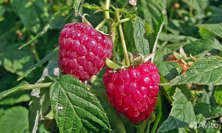 Малина Скромница