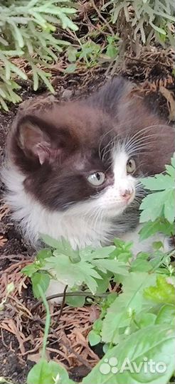 Котенок в добрые руки бесплатно
