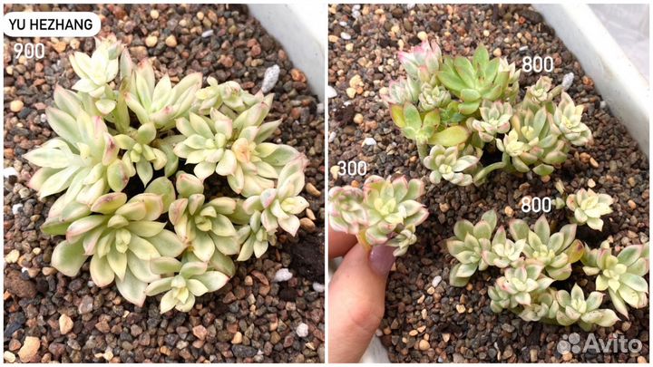 Редкие корейские суккуленты в наличии