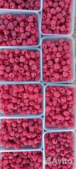 Малина отборная