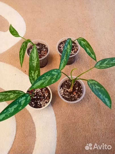 Аглаонема сорт мария