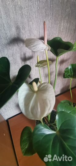 Антуриум Success White, Эдиссон, Кавалли