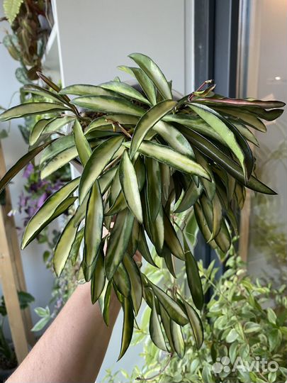 Хойя Кентиана вариегата