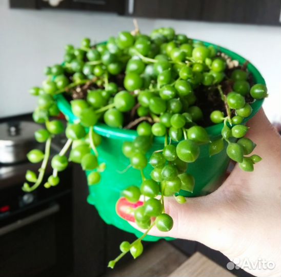 Крестовник Роули