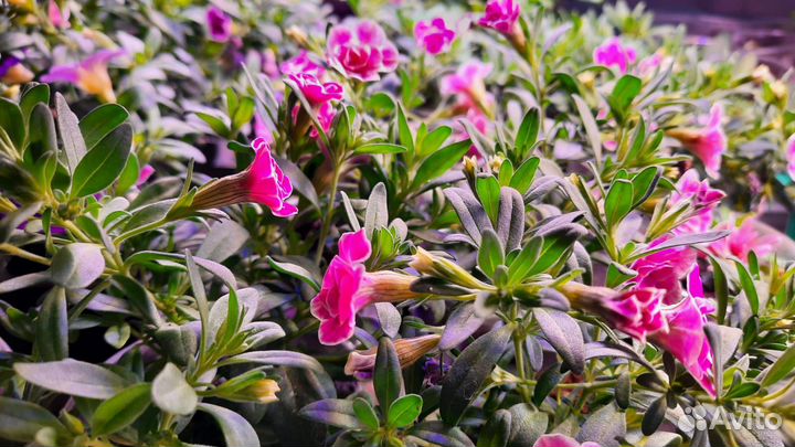 Черенки калибрахоа, петуния