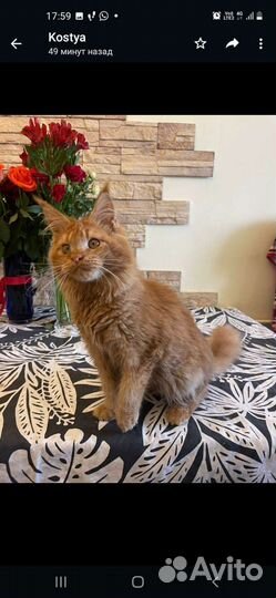 Котик мейн кун 5 месяцев