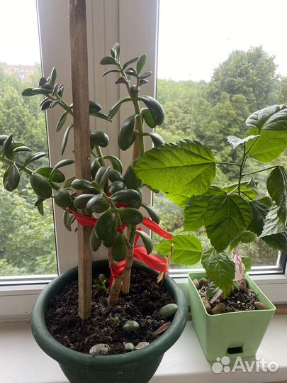 Крассула толстянка