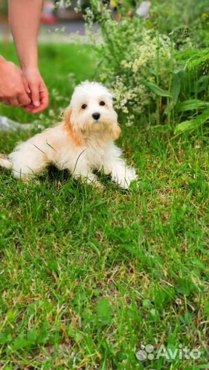 Девочка мальтипу