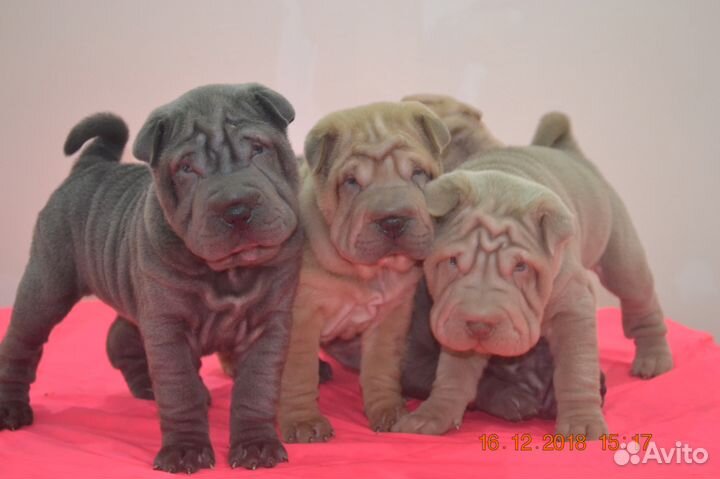 Плюшевые складочки