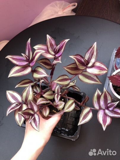 Традесканция, колеус, бальзамин, рео - обмен