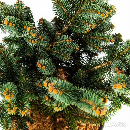 Ель колючая Глаука Глобоза 60 Picea pungens Glauca