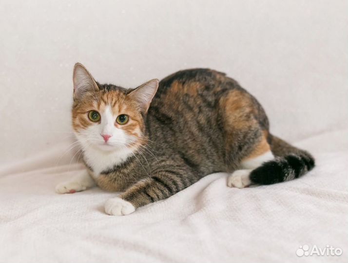 Карамелька в поиске родителей