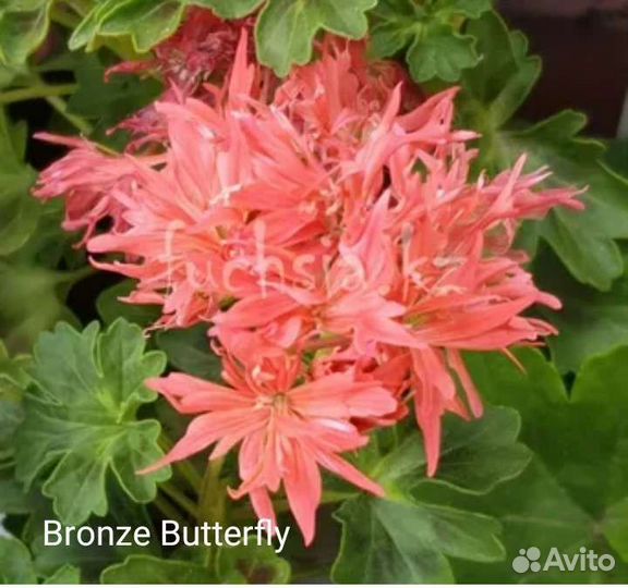 Пеларгония пестролистная и золотолистная