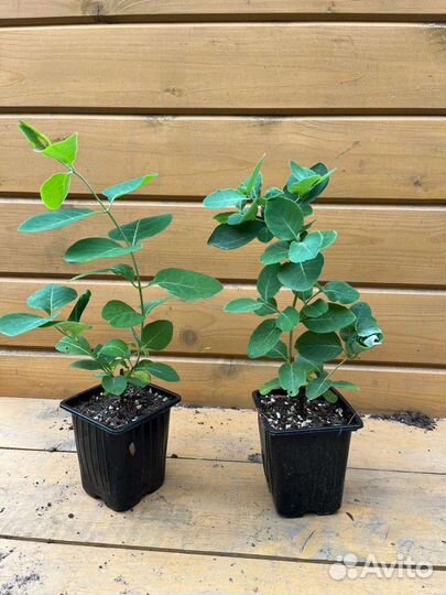 Жимолость каприфоль