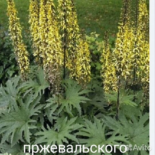 Растения для тенистого сада