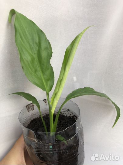 Спатифиллум женское счастье