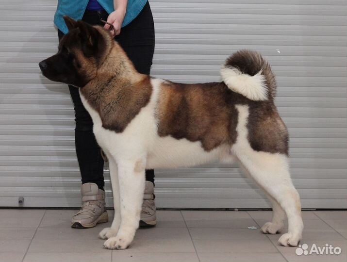 Американская акита вязка