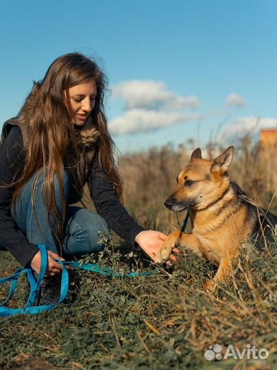 Собака в добрые руки