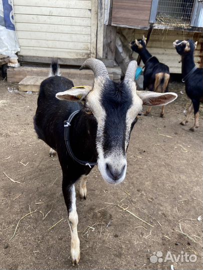 Дойная камерунская коза