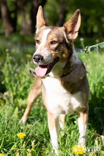 Собака Трейси в добрые руки