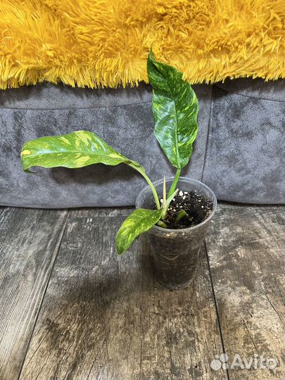 Сортовые филодендроны