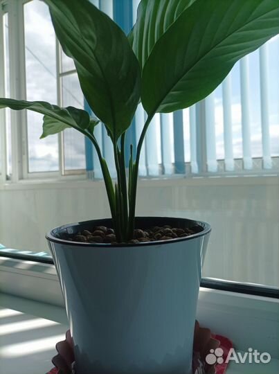 Спатифиллум