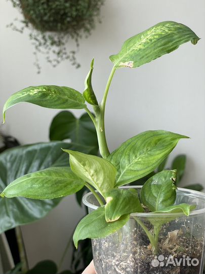 Диффенбахия