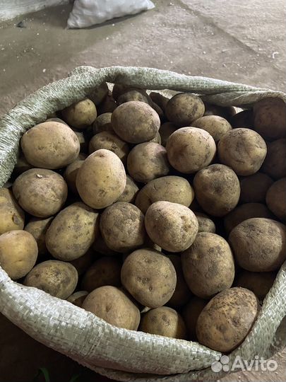 Семенной картофель на посадку