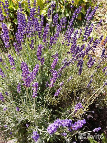 Лаванда саженцы
