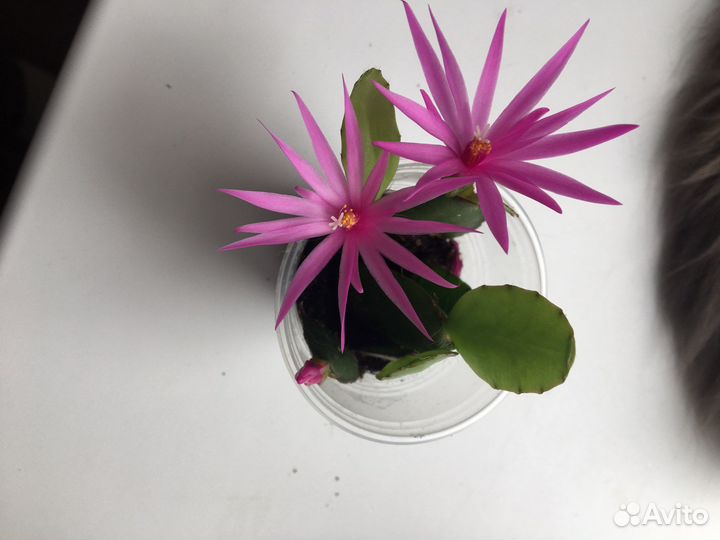 Рипсалидопсис