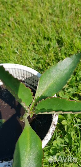 Каланхое Дегремона лечебное растение росток цветок