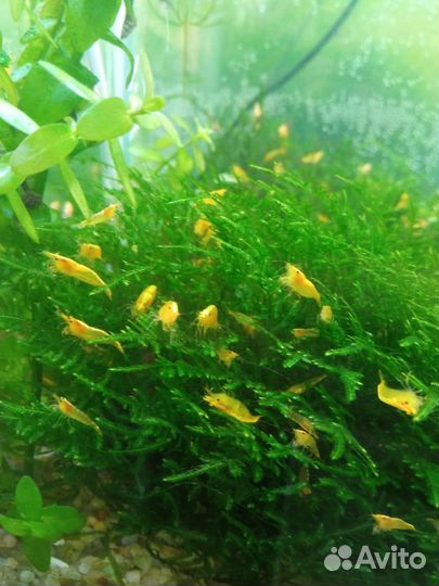 Аквариумные креветки 