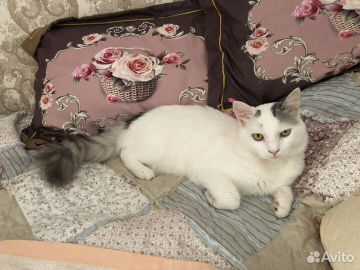 Котята в добрые руки даром