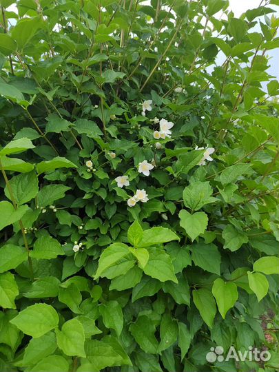 Жасмин чубушник