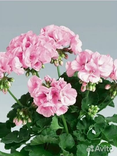 Герань Пеларгония