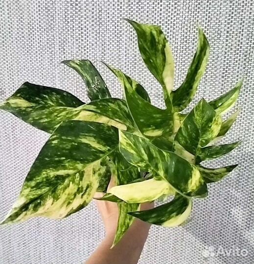 Ароидные новинки