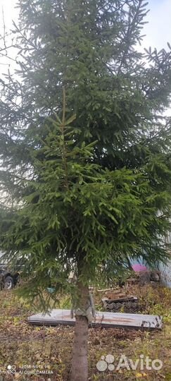 Ель русская 8-9 метров