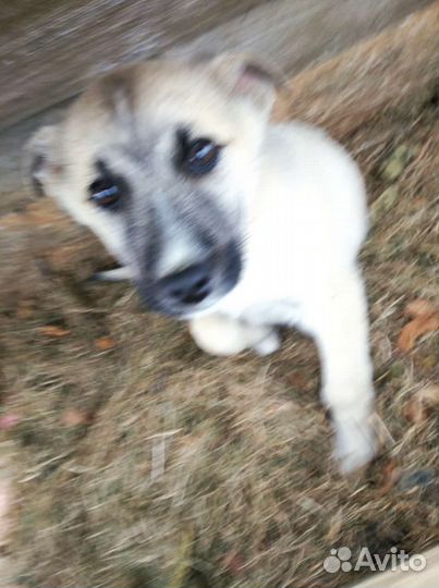 Щенок в добрые руки