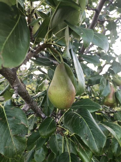 Дача 20 м² на участке 12 сот.