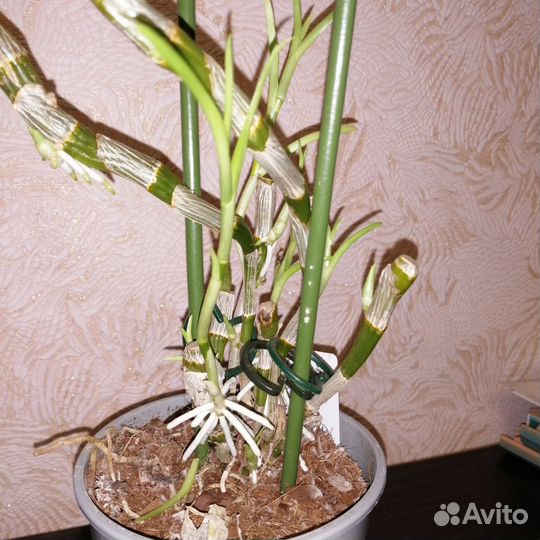 Дендрориум Нобиле (9 деток в горшке)