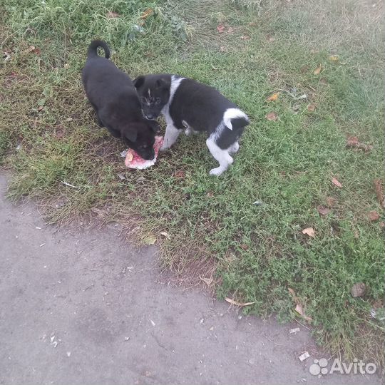Щенки ищут дом