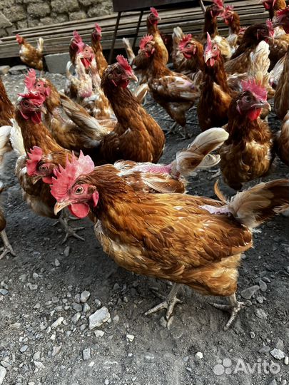 Куры несушки
